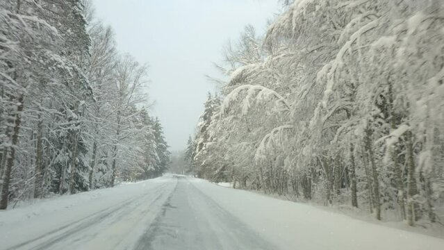 Running through the road on a winter snowfall in Estonia