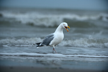 Silbermöwe am Meer