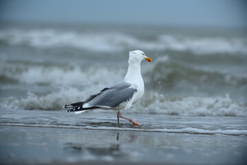 Silbermöwe am Meer