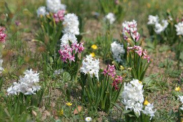 Fototapeta premium white flowers