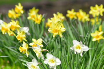 daffodils in the garden