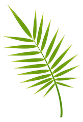 Obraz premium Palm frond. Realistic green tropical tree branch