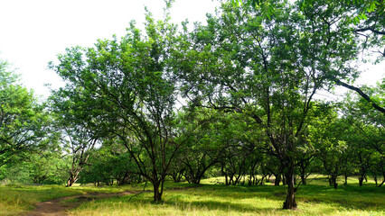 Obraz premium Green landscape in rainy season with mist in pune region maharashtra india.