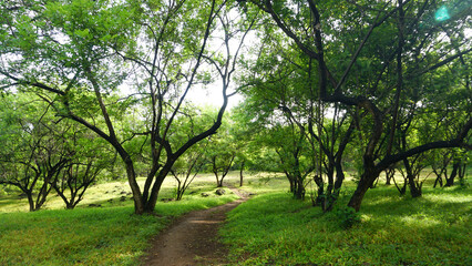 Green landscape in rainy season with mist in pune region maharashtra india.