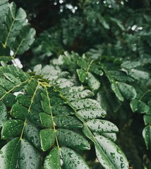 Morning dewdrops on the leaves in the jungle