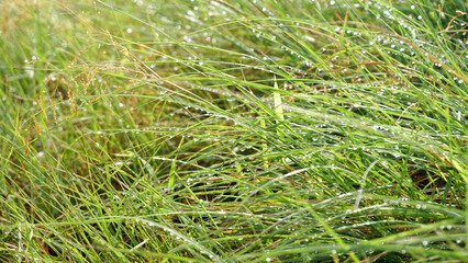 Green landscape in rainy season with mist in pune region maharashtra india.