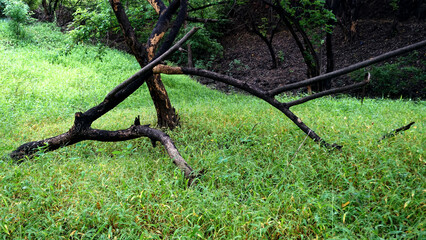Green landscape in rainy season with mist in pune region maharashtra india.