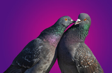kissing doves on a colored background