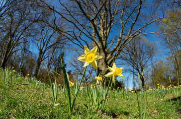 Narzissen