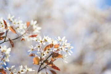 Kirschblüte