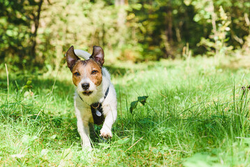 Naklejka na ściany i meble Dog running on nature trail for hikers during vacation trip in wild nature