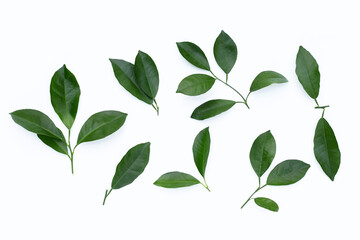 Citrus leaves on white background.