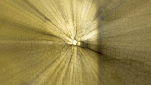The ray of the sun going through the leaf in Estonia