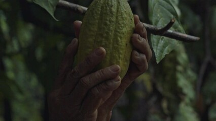 Picking a ripe cacao pod from a Theobroma Cacao tree in the Amazon rainforest - only the hands of the organic farmer are seen in slow motion