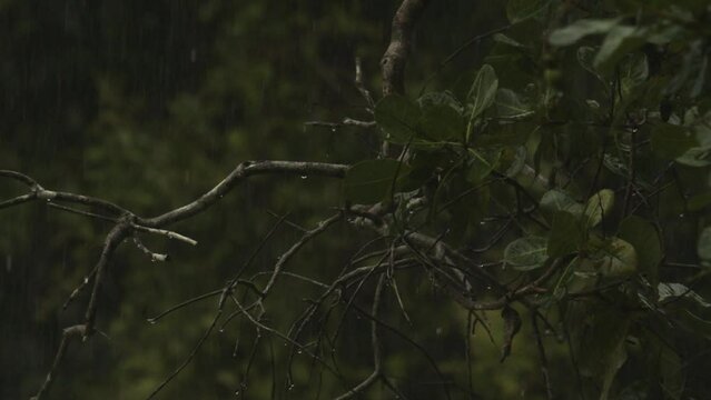 Rainfall in the tropical jungle of the Amazon rainforest - raindrops hitting leaves and tree branches in slow motion