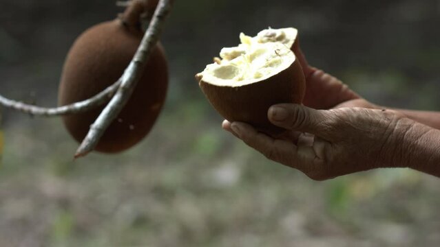 Breaking open a cupuacu fruit to see the aromatic pulp inside - chocolate substitute 