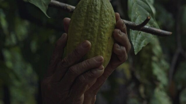 Picking a ripe cacao pod from a Theobroma Cacao tree in the Amazon rainforest - only the hands of the organic farmer are seen in slow motion