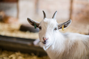 White kid goat in a stable on a farm