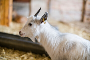 White kid goat in a stable on a farm