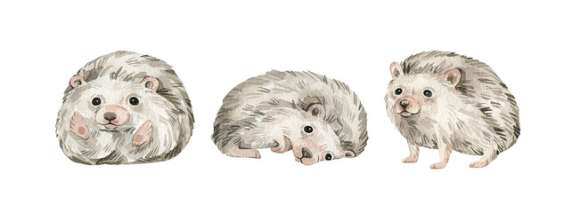 Watercolor cute forest animals. Baby hedgehog. Hand-painted woodland wildlife.  © Kate K.