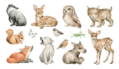Watercolor cute forest animals. Badger, deer, owl, lynx, squirrel, fox, wolf, moose. Hand-painted woodland wildlife.  - 495898171