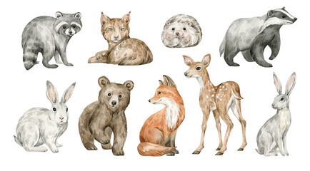 Watercolor cute forest animals. Deer, fox, raccoon, lynx, hedgehog, badger, hare, bear. Hand-painted woodland wildlife.  - 495898174