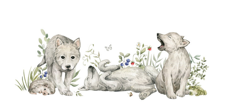 Afbeeldingen over Baby Wolf – Blader in stockfoto's, vectoren en ..., حجم الصورة 733x360
