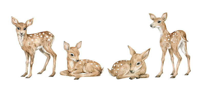 Watercolor cute forest animals. Baby deers. Hand-painted woodland wildlife. 