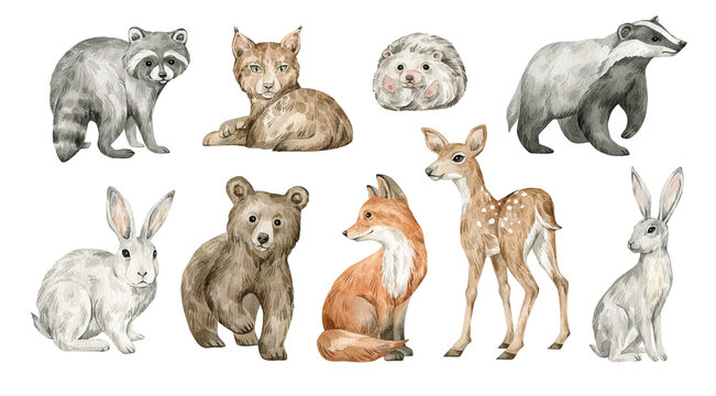 Watercolor cute forest animals. Deer, fox, raccoon, lynx, hedgehog, badger, hare, bear. Hand-painted woodland wildlife. 