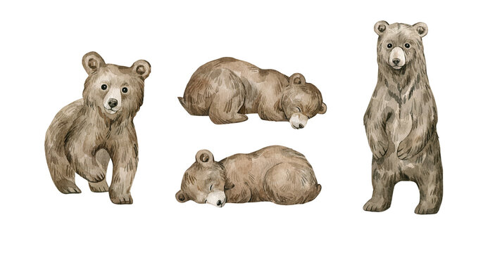 Watercolor cute forest animals. Baby grizzly bears. Hand-painted woodland wildlife. 