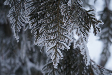 Abstract winter background with fluffy snow, snowflakes and needles on the branches of spruce closeup