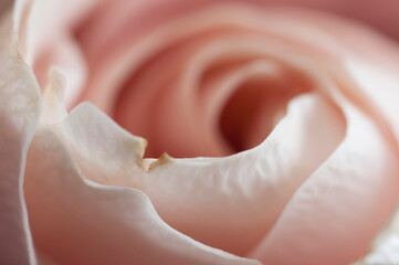 Rose flower fragment, macro shot