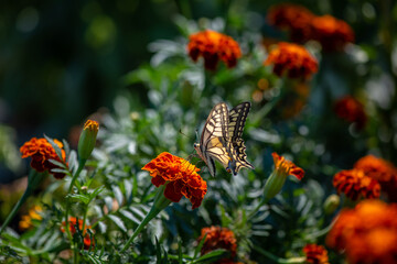 Nice machaon butterfly sitting on summer flowers at sunny day, insect macro photography
