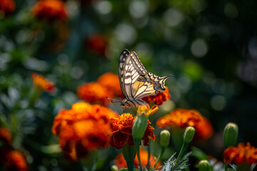 Nice machaon butterfly sitting on summer flowers at sunny day, insect macro photography