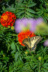 Nice machaon butterfly sitting on summer flowers at sunny day, insect macro photography
