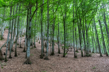 Obraz premium beech forest in summer