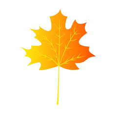 autumn leave isolated on a white background