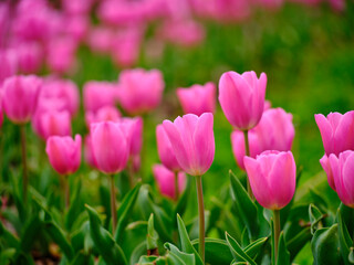 Obraz na płótnie Canvas pink tulips in the nature park