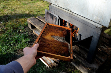 work of a beekeeper melting old dark wax combs full of diseases in a stainless steel steam boiler....
