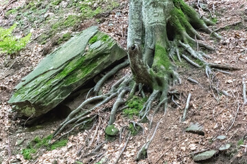 tree roots on stone