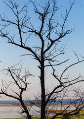 Fototapeta na wymiar tree silhouette