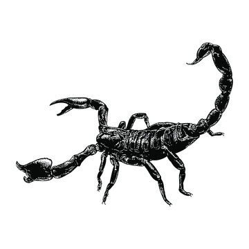 scorpion illustration isolated on white background