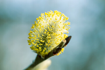 Flowering pussy willow (Salix caprea), male, close up with beautiful bokeh background. Willow...
