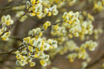 pussy willow (Salix caprea), male. Mass flowering of willow cats in early spring with a wonderful bokeh background. Spring concept. © ihorhvozdetskiy