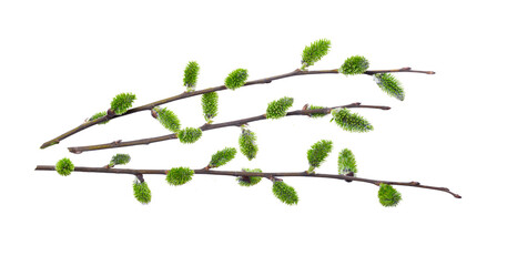 Willow branch with furry willow-catkins isolate on a white background, clipping path, no shadows. Willow twigs isolated on white background. Spring concept, Palm Sunday concept.