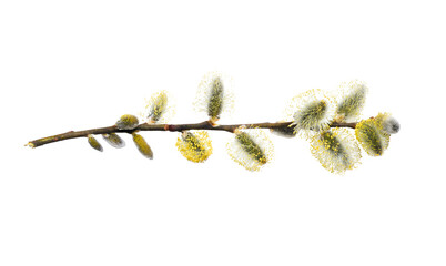 Willow branch with furry willow-catkins isolate on a white background, clipping path, no shadows. Willow twigs goat willow (Salix caprea) isolated on white background.