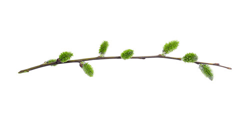 Willow branch with furry willow-catkins isolate on a white background, clipping path, no shadows. Willow twigs isolated on white background. Spring concept, Palm Sunday concept. - obrazy, fototapety, plakaty