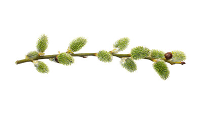 Willow branch with furry willow-catkins isolate on a white background, clipping path, no shadows. Willow twigs goat willow (Salix caprea) isolated on white background. © ihorhvozdetskiy