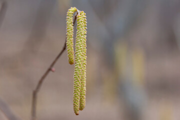 Flowering common hazel (Corylus avellana) in early spring. Hazel flowers close-up.