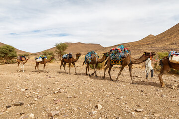 Camel caravan in the Sahara desert. Camels walking on the stone desert along the mountains, Morocco